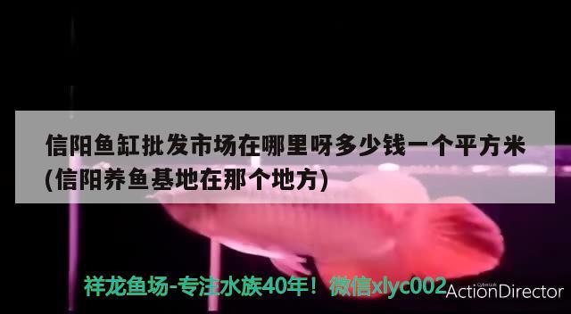 信陽魚缸批發(fā)市場在哪里呀多少錢一個(gè)平方米(信陽養(yǎng)魚基地在那個(gè)地方) 龍鳳鯉魚 第1張