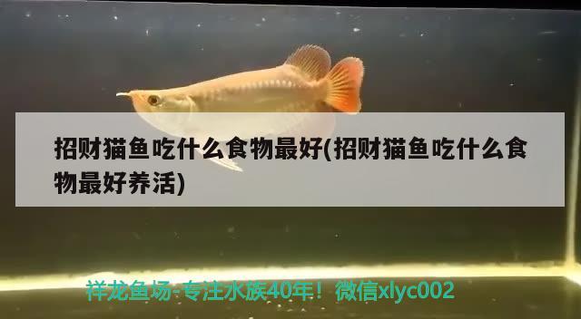 招財貓魚吃什么食物最好(招財貓魚吃什么食物最好養(yǎng)活)