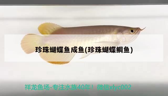 珍珠蝴蝶魚成魚(珍珠蝴蝶鯛魚) 蝴蝶鯉