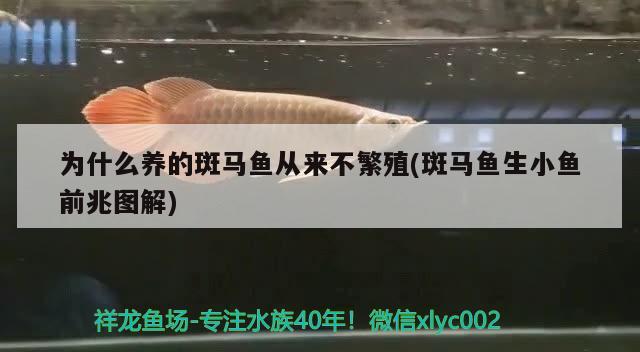 為什么養(yǎng)的斑馬魚從來不繁殖(斑馬魚生小魚前兆圖解)