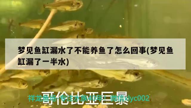 夢(mèng)見魚缸漏水了不能養(yǎng)魚了怎么回事(夢(mèng)見魚缸漏了一半水) ?；?異型虎魚/純色虎魚