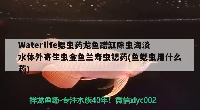 Waterlife鰓蟲藥龍魚蹭缸除蟲海淡水體外寄生蟲金魚蘭壽蟲鰓藥(魚鰓蟲用什么藥)