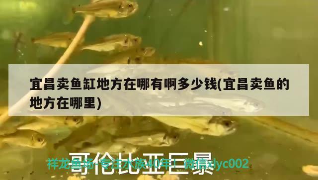 宜昌賣魚缸地方在哪有啊多少錢(宜昌賣魚的地方在哪里)