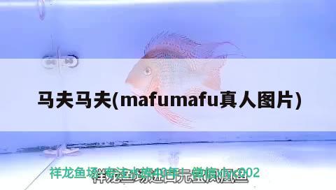 馬夫馬夫(mafumafu真人圖片) 觀賞魚