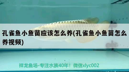 孔雀魚(yú)小魚(yú)苗應(yīng)該怎么養(yǎng)(孔雀魚(yú)小魚(yú)苗怎么養(yǎng)視頻)