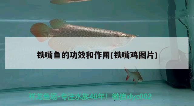 鐵嘴魚的功效和作用(鐵嘴雞圖片) 觀賞魚 第3張