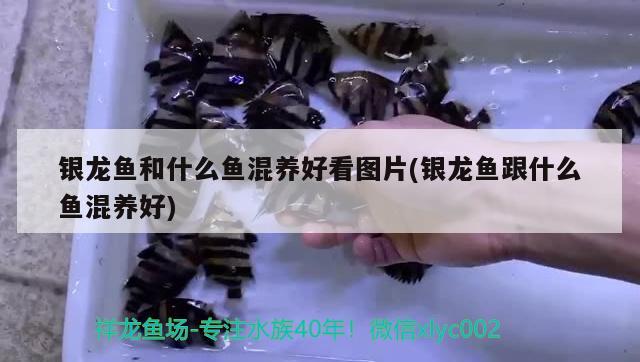 銀龍魚和什么魚混養(yǎng)好看圖片(銀龍魚跟什么魚混養(yǎng)好) 銀龍魚