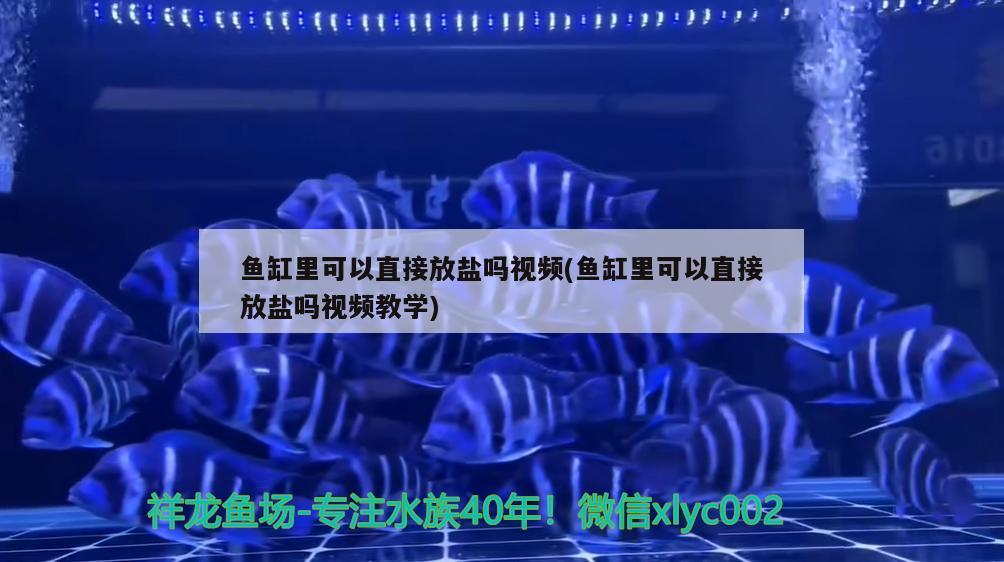 魚缸里可以直接放鹽嗎視頻(魚缸里可以直接放鹽嗎視頻教學(xué)) 奈及利亞紅圓點(diǎn)狗頭