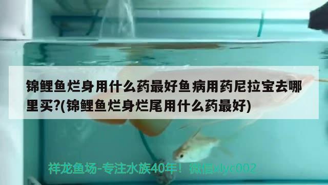 錦鯉魚爛身用什么藥最好魚病用藥尼拉寶去哪里買?(錦鯉魚爛身爛尾用什么藥最好)