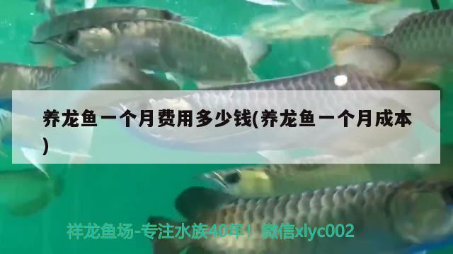 養(yǎng)龍魚(yú)一個(gè)月費(fèi)用多少錢(養(yǎng)龍魚(yú)一個(gè)月成本)