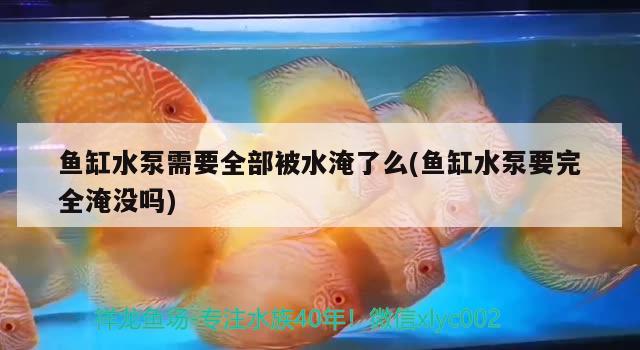 魚缸水泵需要全部被水淹了么(魚缸水泵要完全淹沒嗎)