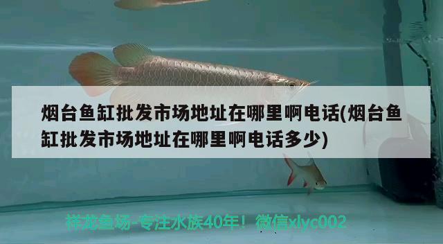 煙臺魚缸批發(fā)市場地址在哪里啊電話(煙臺魚缸批發(fā)市場地址在哪里啊電話多少) 七紋巨鯉魚