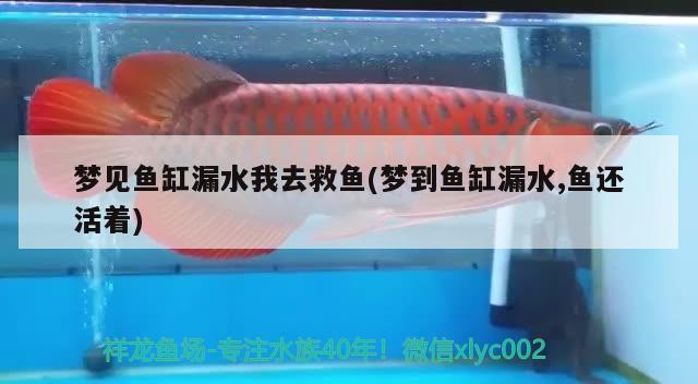 夢見魚缸漏水我去救魚(夢到魚缸漏水,魚還活著)