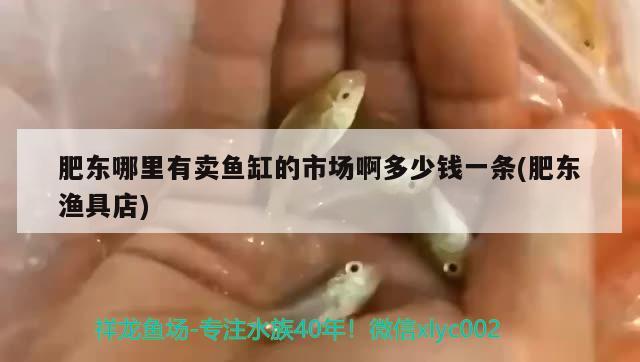 肥東哪里有賣(mài)魚(yú)缸的市場(chǎng)啊多少錢(qián)一條(肥東漁具店) 印尼四紋虎