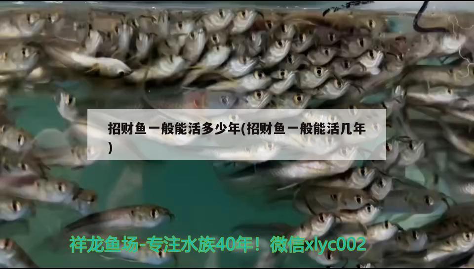 招財(cái)魚一般能活多少年(招財(cái)魚一般能活幾年)