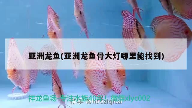 亞洲龍魚(亞洲龍魚骨大燈哪里能找到)