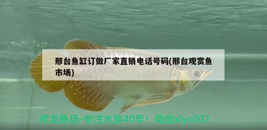 邢臺魚缸訂做廠家直銷電話號碼(邢臺觀賞魚市場) 觀賞魚市場（混養(yǎng)魚）