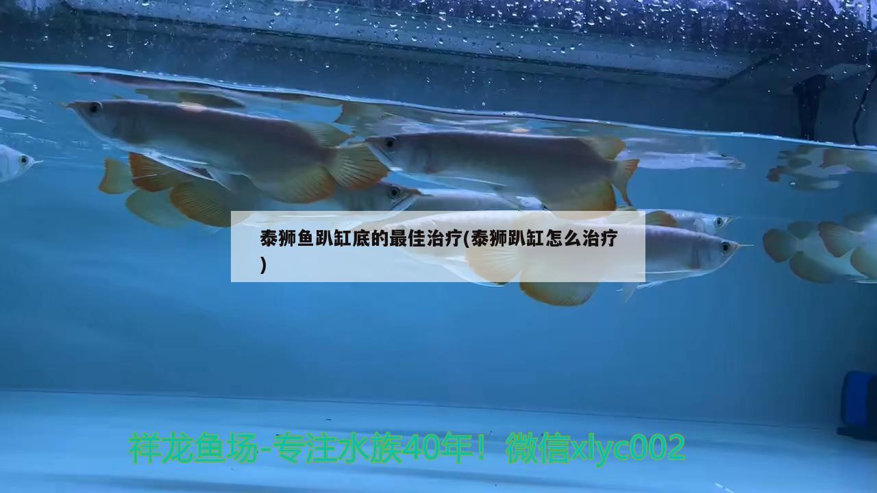 泰獅魚趴缸底的最佳治療(泰獅趴缸怎么治療)