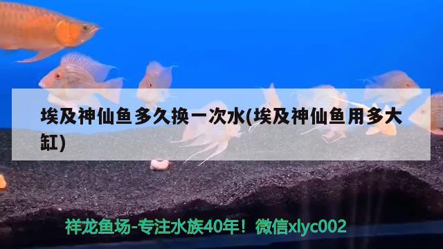 埃及神仙魚多久換一次水(埃及神仙魚用多大缸)