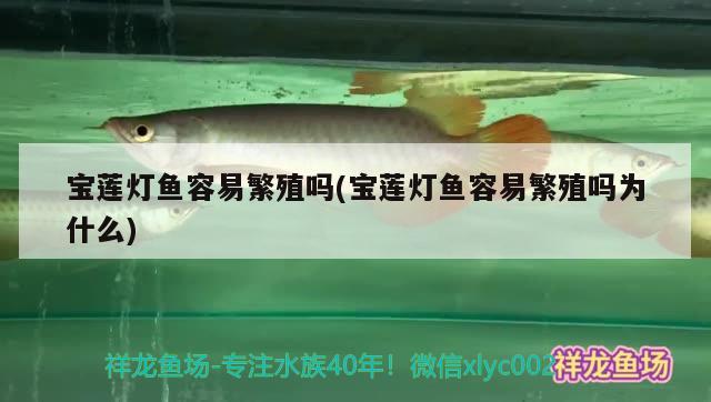 寶蓮燈魚容易繁殖嗎(寶蓮燈魚容易繁殖嗎為什么)