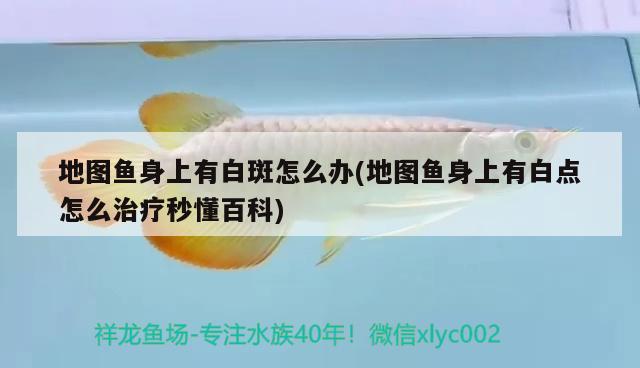 地圖魚身上有白斑怎么辦(地圖魚身上有白點怎么治療秒懂百科)