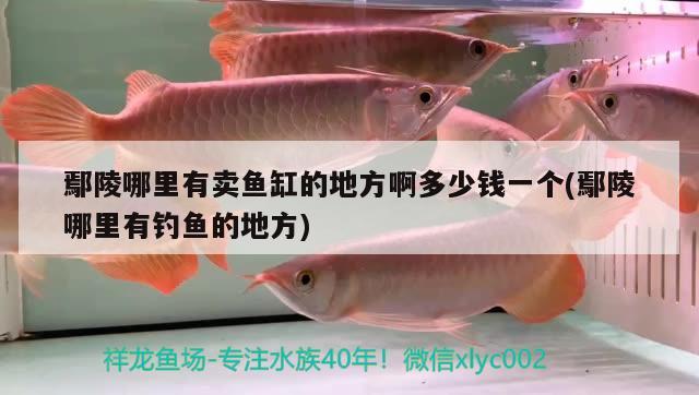 鄢陵哪里有賣魚缸的地方啊多少錢一個(鄢陵哪里有釣魚的地方) 垂釣樂園