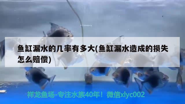 魚缸漏水的幾率有多大(魚缸漏水造成的損失怎么賠償) 翡翠鳳凰魚