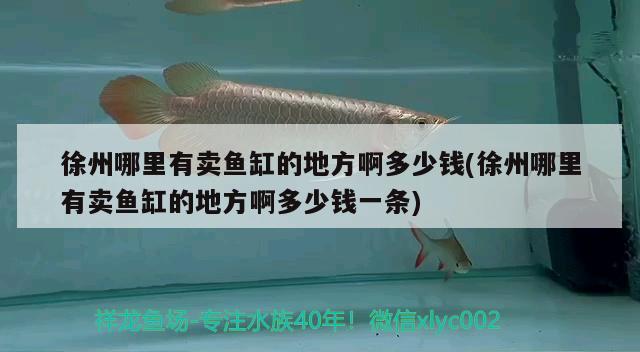 徐州哪里有賣魚(yú)缸的地方啊多少錢(徐州哪里有賣魚(yú)缸的地方啊多少錢一條) 虎紋銀版魚(yú)