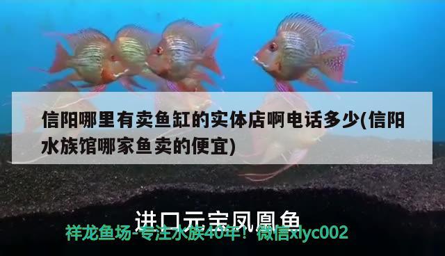 信陽哪里有賣魚缸的實(shí)體店啊電話多少(信陽水族館哪家魚賣的便宜) 觀賞魚企業(yè)目錄