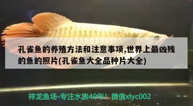 孔雀魚的養(yǎng)殖方法和注意事項,世界上最兇殘的魚的照片(孔雀魚大全品種片大全) 觀賞魚