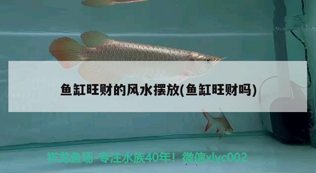 魚缸旺財?shù)娘L(fēng)水?dāng)[放(魚缸旺財嗎) 魚缸風(fēng)水