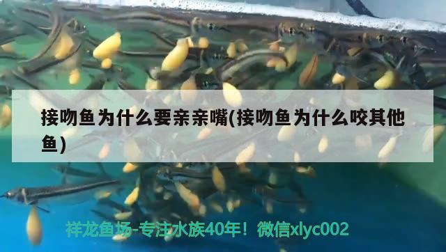 接吻魚為什么要親親嘴(接吻魚為什么咬其他魚) 觀賞魚