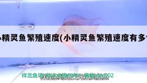 小精靈魚繁殖速度(小精靈魚繁殖速度有多快) 觀賞魚