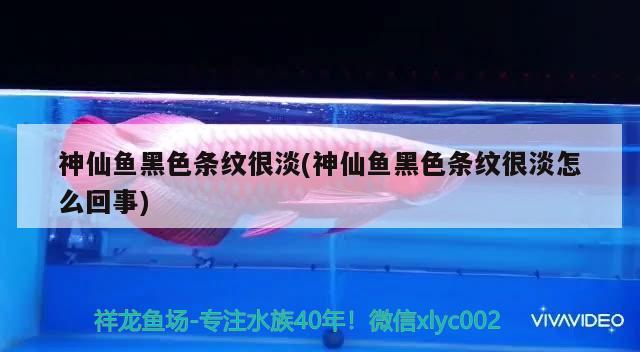 神仙魚黑色條紋很淡(神仙魚黑色條紋很淡怎么回事)