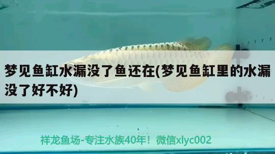 夢見魚缸水漏沒了魚還在(夢見魚缸里的水漏沒了好不好) 觀賞龜/鱉飼料