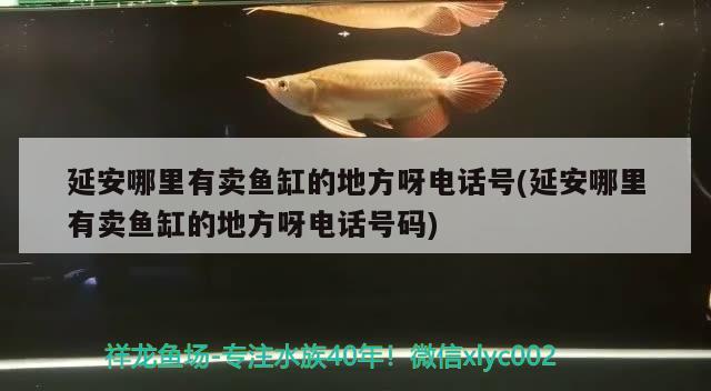 延安哪里有賣(mài)魚(yú)缸的地方呀電話號(hào)(延安哪里有賣(mài)魚(yú)缸的地方呀電話號(hào)碼) 殺菌消毒設(shè)備