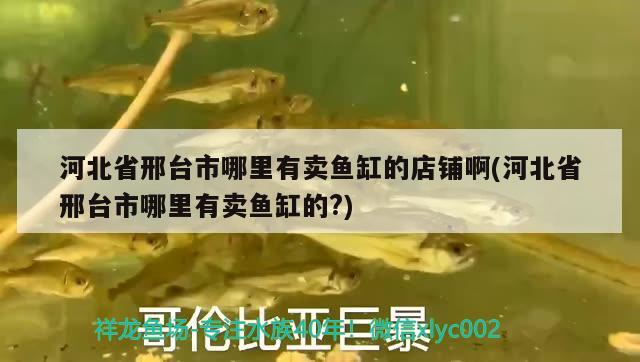 河北省邢臺市哪里有賣魚缸的店鋪啊(河北省邢臺市哪里有賣魚缸的?)