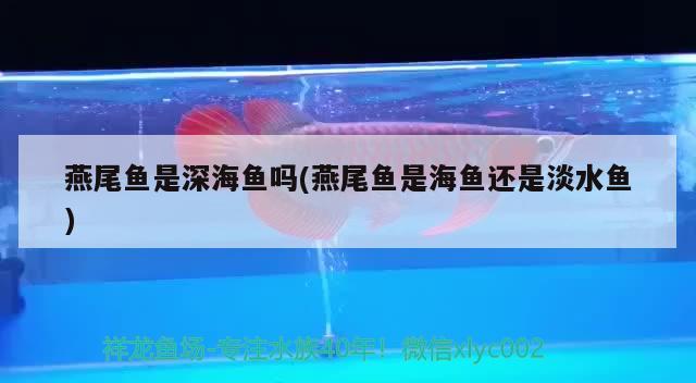 燕尾魚是深海魚嗎(燕尾魚是海魚還是淡水魚) 觀賞魚 第2張