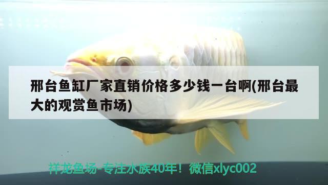 邢臺魚缸廠家直銷價格多少錢一臺啊(邢臺最大的觀賞魚市場)