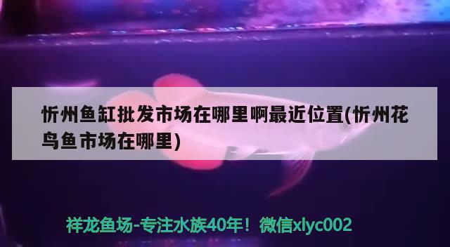 忻州魚缸批發(fā)市場在哪里啊最近位置(忻州花鳥魚市場在哪里)