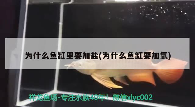 為什么魚缸里要加鹽(為什么魚缸要加氧) 新加坡號半紅龍魚（練手級紅龍魚）