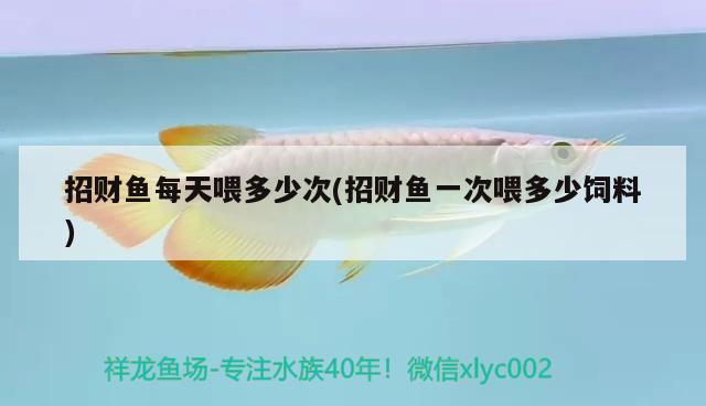 招財魚每天喂多少次(招財魚一次喂多少飼料)