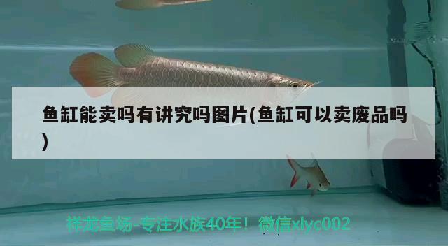 魚缸能賣嗎有講究嗎圖片(魚缸可以賣廢品嗎)