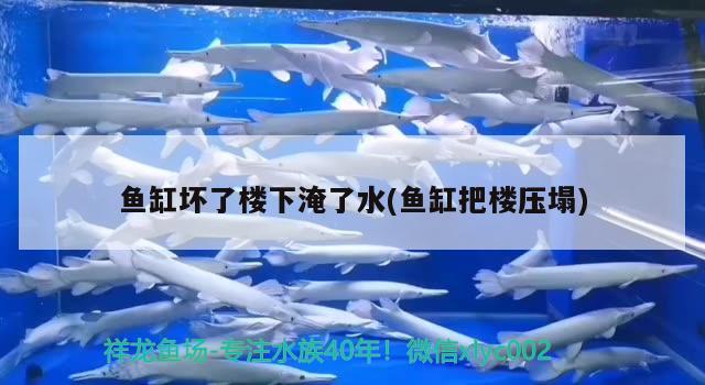 魚缸壞了樓下淹了水(魚缸把樓壓塌) 哥倫比亞巨暴魚苗