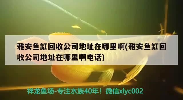 雅安魚缸回收公司地址在哪里啊(雅安魚缸回收公司地址在哪里啊電話)