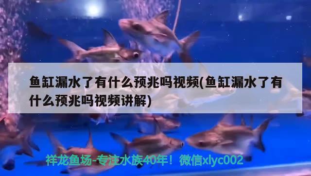 魚(yú)缸漏水了有什么預(yù)兆嗎視頻(魚(yú)缸漏水了有什么預(yù)兆嗎視頻講解) 紅頭利魚(yú)