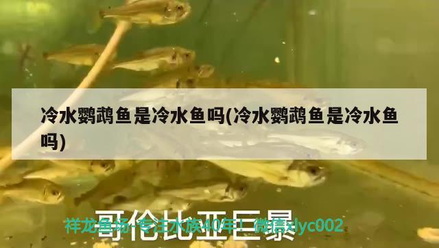 冷水鸚鵡魚是冷水魚嗎(冷水鸚鵡魚是冷水魚嗎) 鸚鵡魚