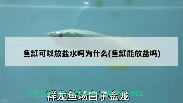 魚缸可以放鹽水嗎為什么(魚缸能放鹽嗎) 黑桃A魚苗