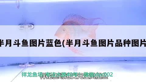 半月斗魚圖片藍色(半月斗魚圖片品種圖片)