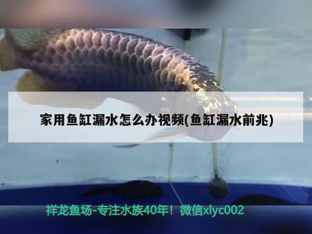 家用魚缸漏水怎么辦視頻(魚缸漏水前兆)